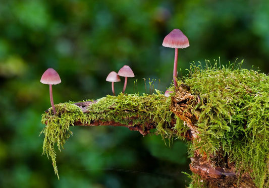 Meeresmoos-Gummibärchen: Das natürliche Superfood für Immunität, Haut- und Darmgesundheit